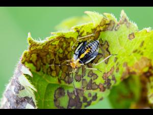 Punaise à quatre raies (Poecilocapsus lineatus_6