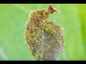 Punaise à quatre raies (Poecilocapsus lineatus_7