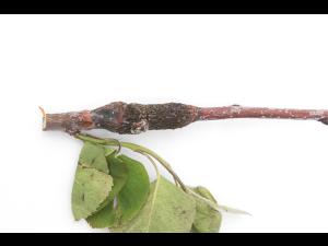 Amélanchier - Rouille (Gymnosporangium sp.)