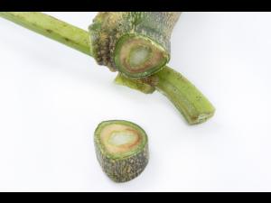 Aubergine - Verticilliose (Verticillium dahliae)