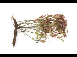 Bleuet nain - Tache septorienne (Septoria sp.)