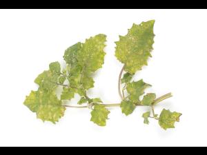 cerise de terre - entyloma sp.