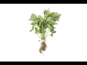 Céleri - Nématode cécidogène du nord (Meloidogyne hapla)