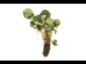 Fraise - Pourriture noire des racines_10