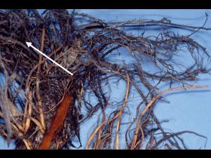 Fraise - Pourriture noire des racines_7