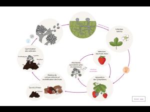 Botrytis cinerea - Cycle de maladie