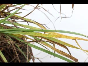 Gazons - Rouille couronnée (Puccinia coronata f.sp. avenae)