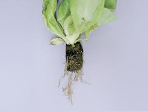 Laitues - Pourriture des racines (Pythium dissotocum)