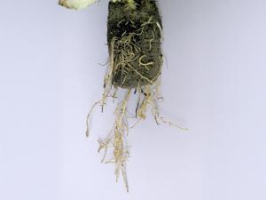 Laitues - Pourriture des racines (Pythium dissotocum)