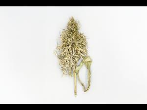 Maïs grain et fourrager - Mildiou (Sclerophthora macrospora)