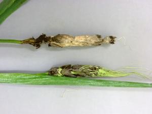 Orge - Charbon vêtu (Ustilago hordei)