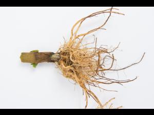 Poivron - Pourriture molle bactérienne (Pectobacterium carotovorum)