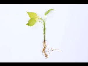 Poivron - Carence en fer