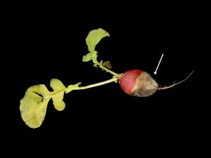 Radis - Rhizoctone commun (Rhizoctonia solani)