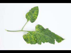 Tomate - Virus de la mosaïque du pépino (PepMV)