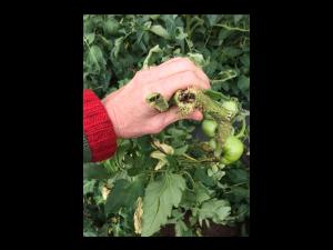 Tomate - Moelle noire (Pseudomonas corrugata)