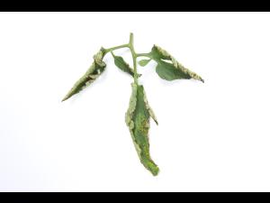 Tomate - Moucheture bactérienne (Pseudomonas syringae pv. tomato)