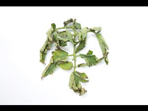 Tomate - Moucheture bactérienne (Pseudomonas syringae pv. tomato)