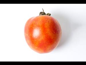 Tomate - Virus de la maladie bronzée de la tomate (TSWV)
