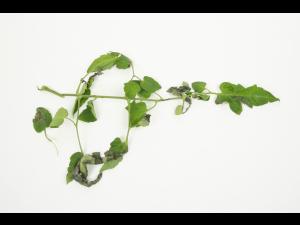 Tomate - Mildiou (Phytophthora infestans)