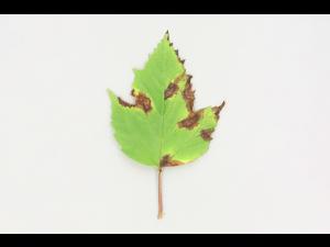 Viornes - Tache bactérienne (Pseudomonas syringae)