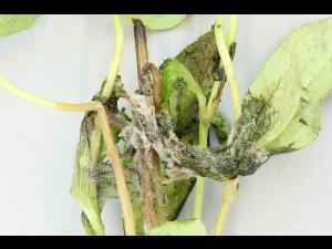 Zinnias - Moisissure grise (Botrytis cinerea)