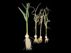 Ail - pH bas (acide) et excès/toxicité en aluminium