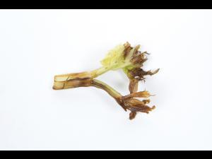 Céleri - Coeur noir (Carence en Ca)