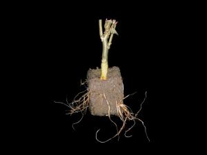 Poinsettia - Pourriture des racines (Pythium spp.)