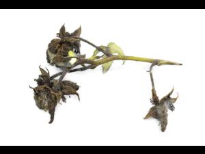 Framboise - Moisissure grise (Botrytis cinerea)