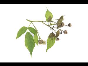 Framboise - Brûlure bactérienne (Erwinia amylovora)