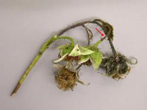 Framboise - Brûlure bactérienne (Pseudomonas syringae)