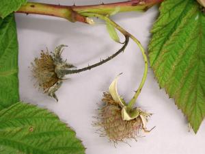 Framboise - Brûlure bactérienne (Pseudomonas syringae)