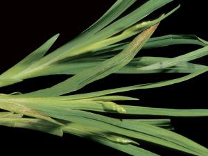 Freesias - Potyvirus (groupe)