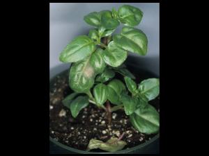 Fuchsias - Rouille (Pucciniastrum epilobii)