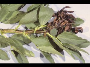 Gourgane - Température élevée de l'air (chaleur) et manque d'eau