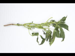 Haricot - Virus de la mosaïque du concombre (CMV)_10