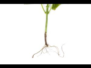 Haricot - Fusariose vasculaire (Fusarium oxysporum)_2