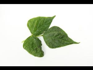 Haricot - Virus de la mosaïque du soja (SMV)_3