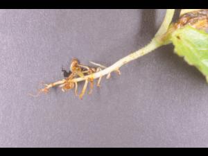 Laitues - Fonte des semis (Pythium sp.)