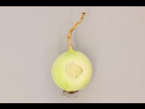 Oignon sec - Insolation (coup de soleil)_5