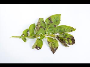 Pomme de terre - Maladies des taches brunes (Alternaria alternata)