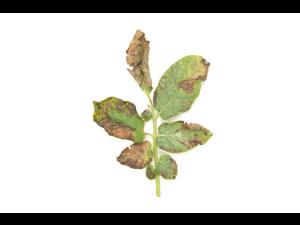 Pomme de terre - Brûlure hâtive (Alternaria solani)