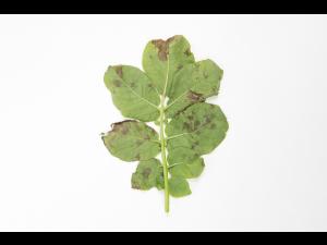 Pomme de terre - Brûlure hâtive (Alternaria solani)