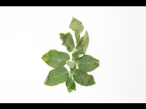 Pomme de terre - Brûlure hâtive (Alternaria solani)