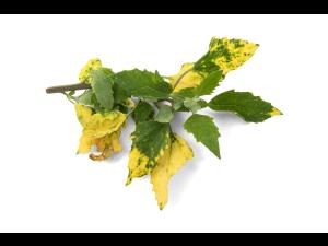 Pomme de terre - Virus de la mosaïque de la luzerne (AMV)