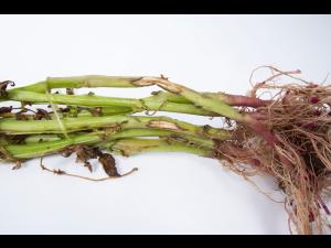 Pomme de terre - Dartrose (Colletotrichum coccodes)