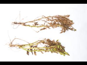 Pomme de terre - Jambe noire (Pectobacterium atrosepticum)