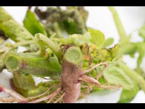 Pomme de terre - Jambe noire (Pectobacterium atrosepticum)