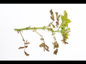 Pomme de terre - Verticilliose (Verticillium dahliae)